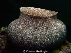 Produced by Bispira volutacornis
MASTERPIECE by Cumhur Gedikoglu 